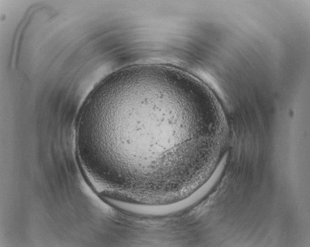 X0000088031476200705182013