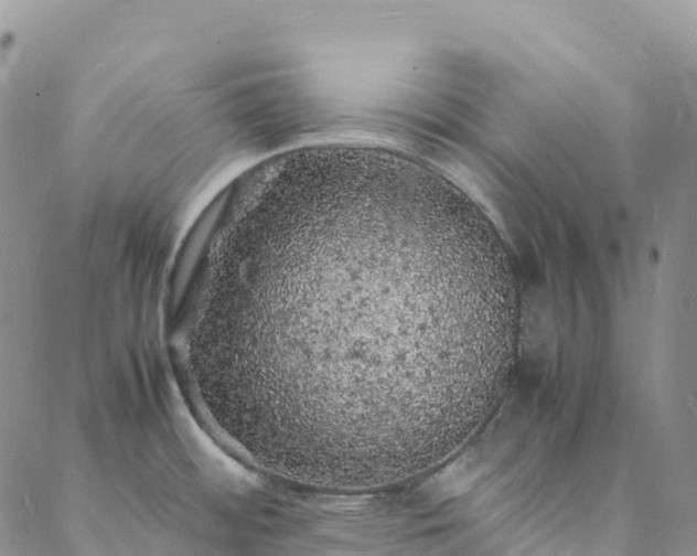 X0000088031484200705182013