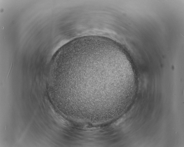 X0000088031505200705182012