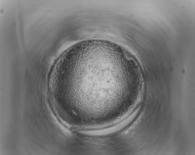 X0000088031525200705182013