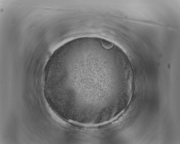 X0000088031526200705182013