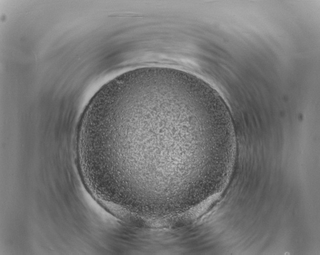 X0000088031531200705182013