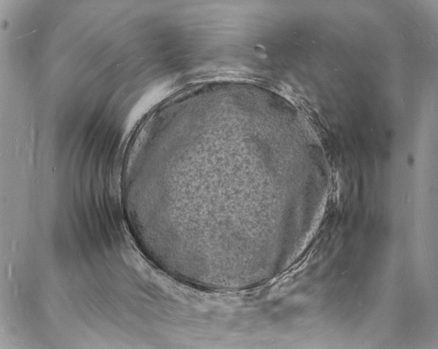 X0000088030004200705251128