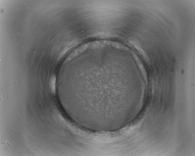 X0000088030024200705251128