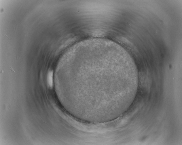 X0000088030028200705251127