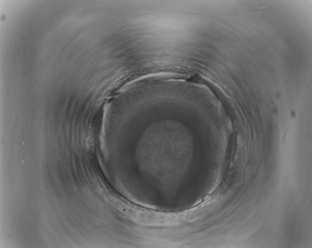 X0000088030048200705251127