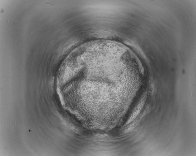 X0000088030066200705251127