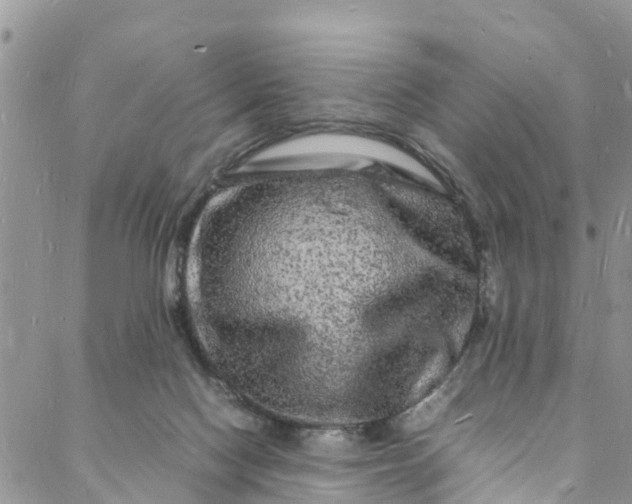 X0000088030074200705251127