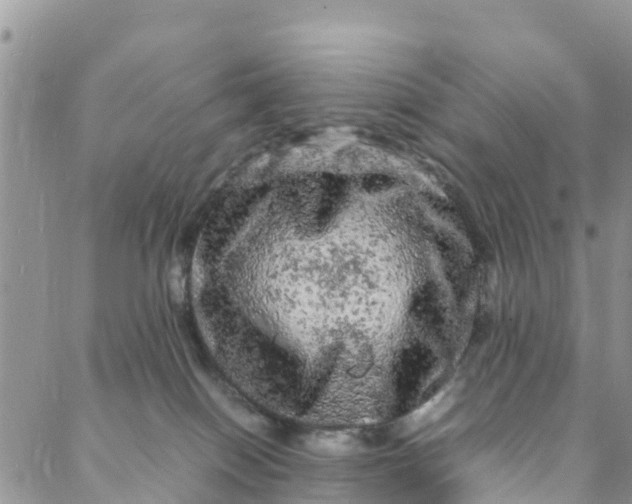 X0000088030086200705251127