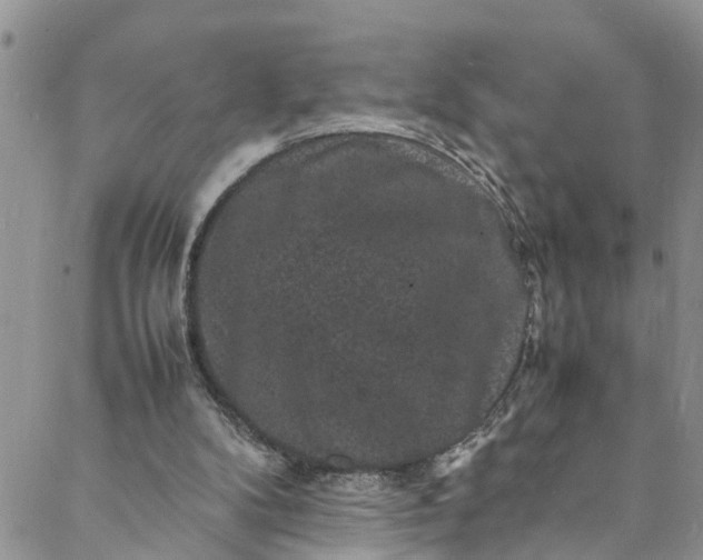 X0000088030104200705251126