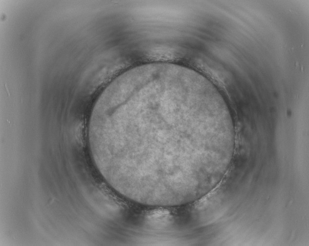 X0000088030162200705251125