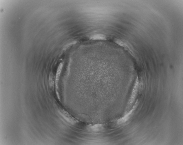 X0000088030186200705251125