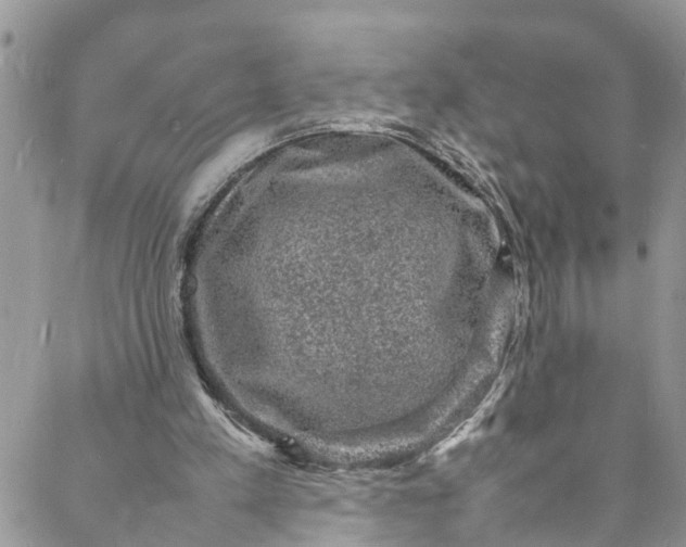 X0000088030197200705251125