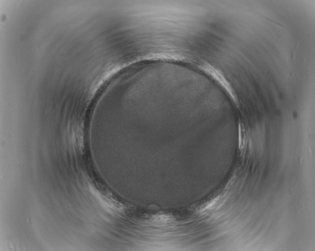 X0000088030204200705251125