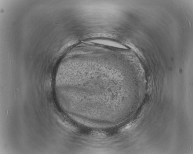 X0000088030207200705251125