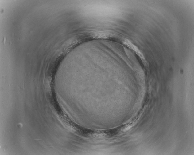 X0000088030209200705251125