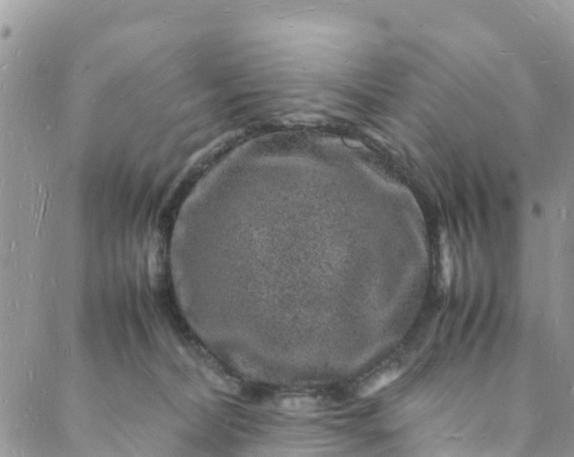 X0000088030228200705251124