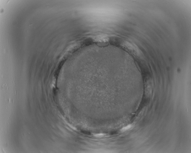 X0000088030229200705251124