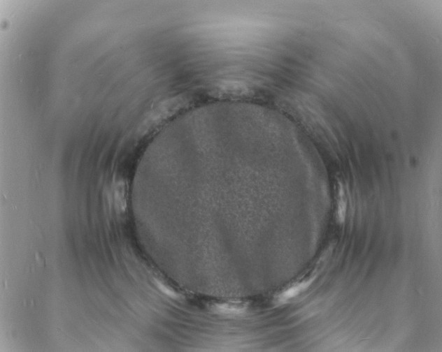 X0000088030232200705251124