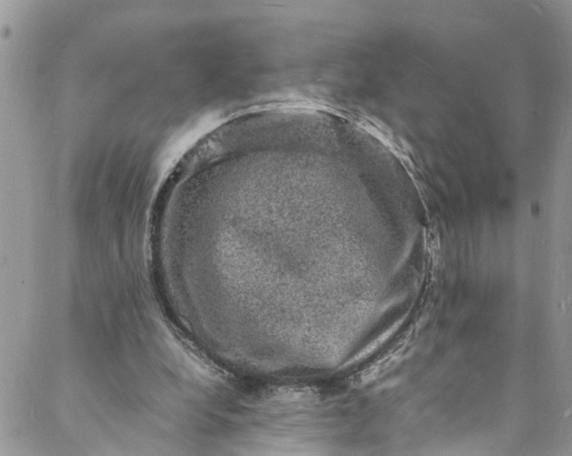 X0000088030248200705251123