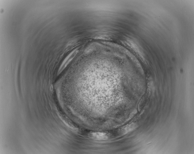 X0000088030265200705251124