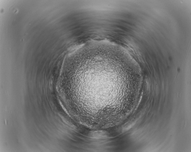 X0000088030269200705251124