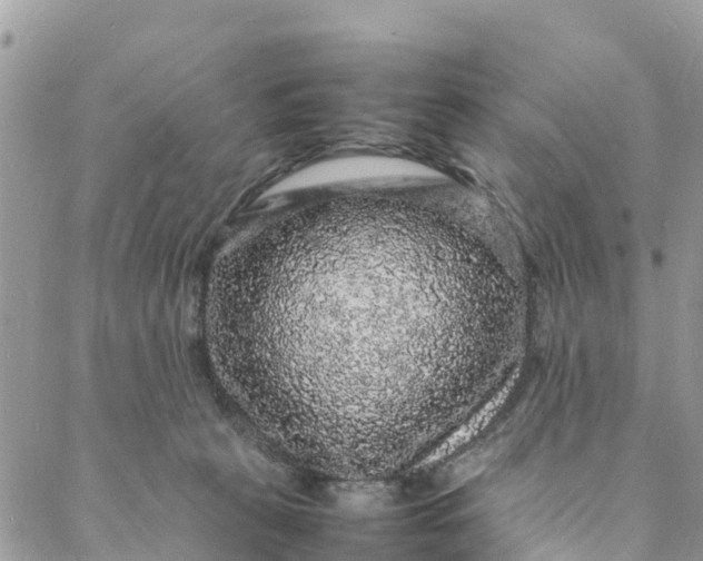 X0000088030273200705251124