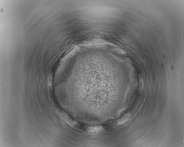 X0000088030274200705251124