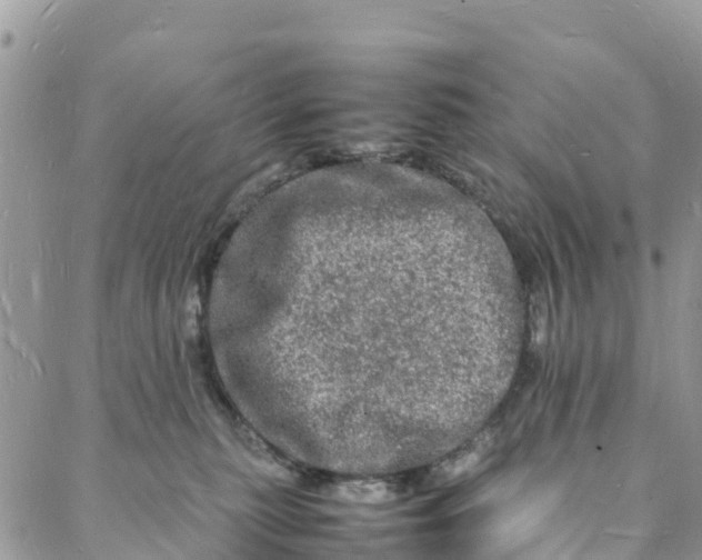 X0000088030279200705251124