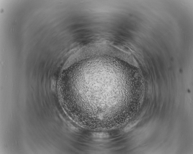 X0000088030281200705251124