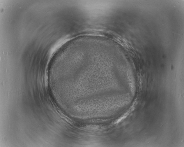 X0000088030294200705251123