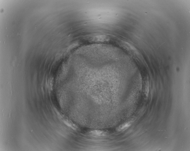 X0000088030326200705251123