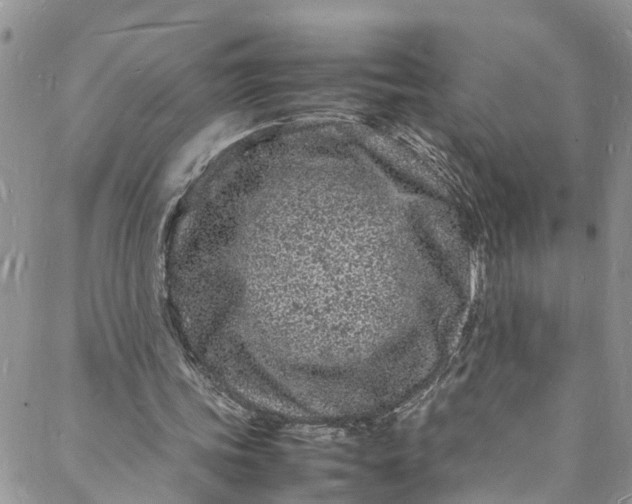 X0000088030339200705251122