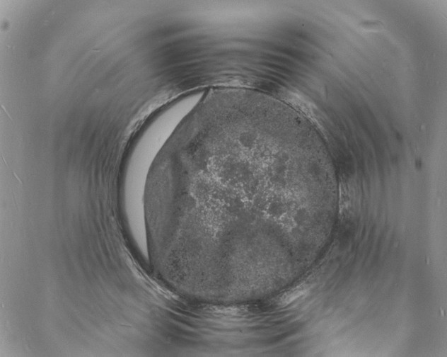 X0000088030349200705251122