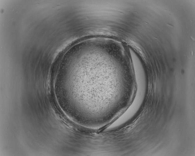 X0000088030388200705251122