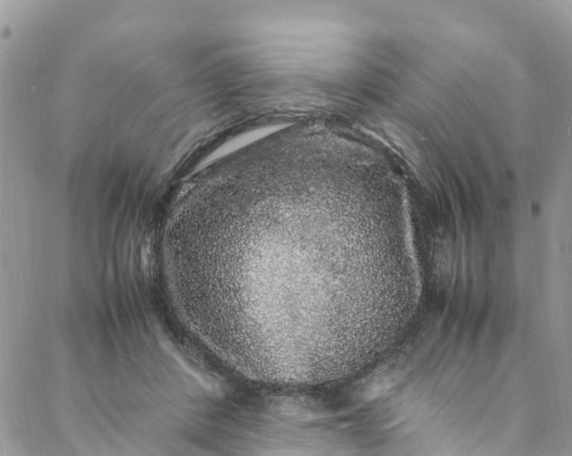 X0000088030408200705251121