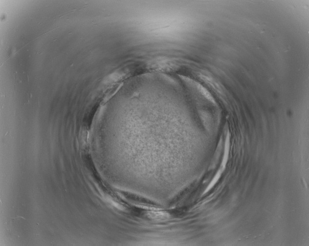 X0000088030429200705251121