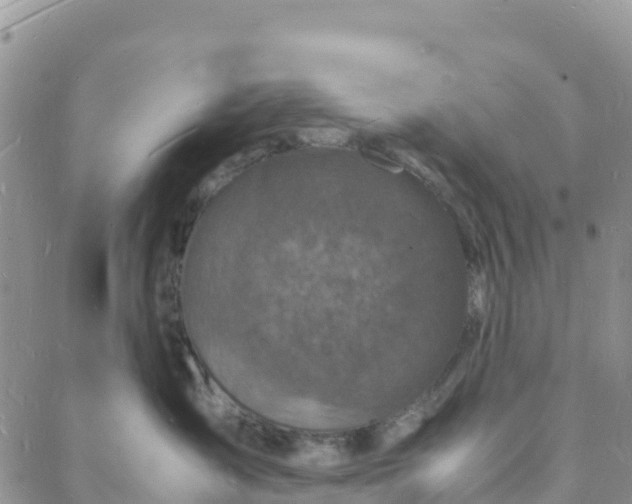 X0000088030431200705251121