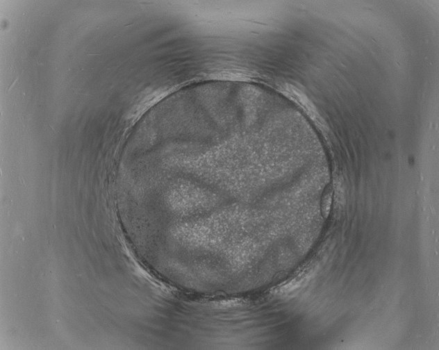 X0000088030433200705251120