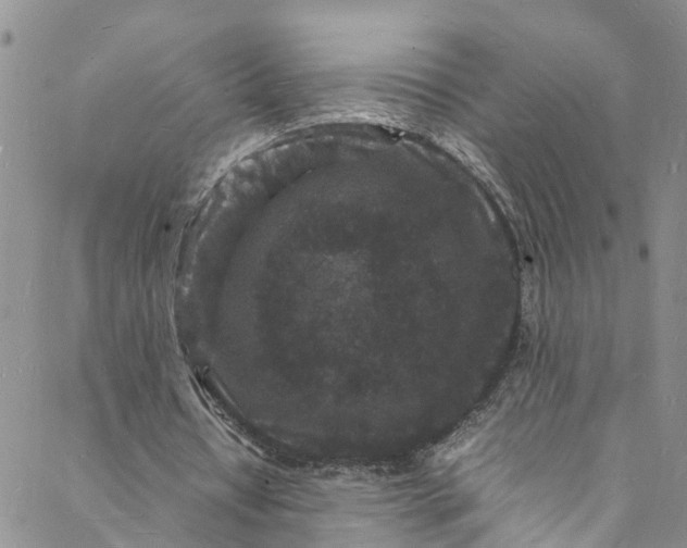 X0000088030434200705251120