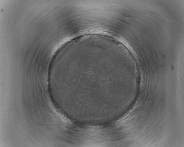 X0000088030438200705251120