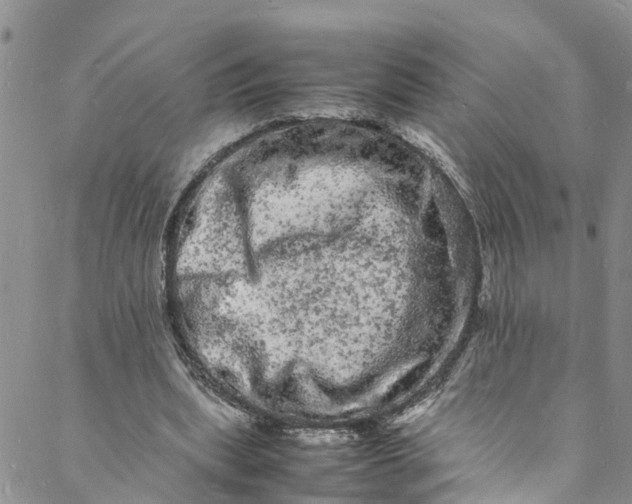 X0000088030439200705251120