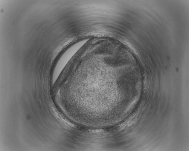 X0000088030446200705251120