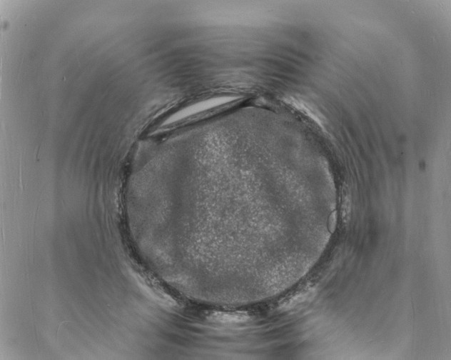 X0000088030455200705251121