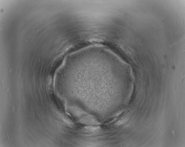 X0000088030480200705251121