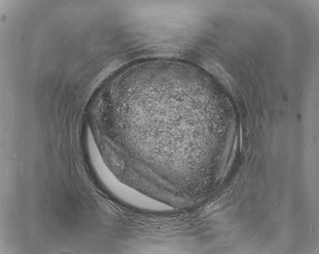 X0000088030483200705251120