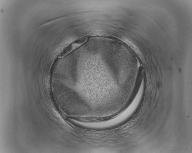 X0000088030485200705251120