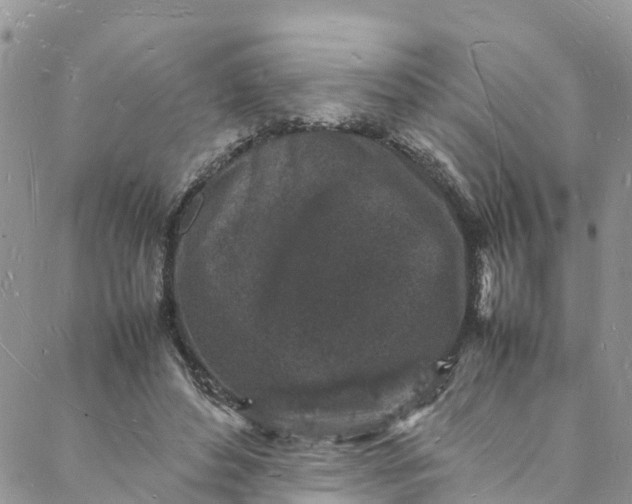 X0000088030496200705251120