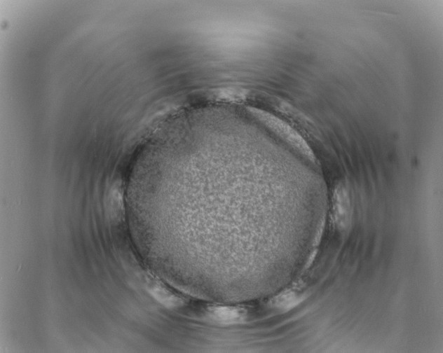 X0000088030522200705251120