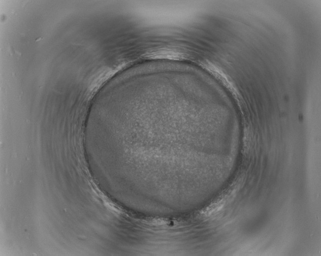 X0000088030529200705251119